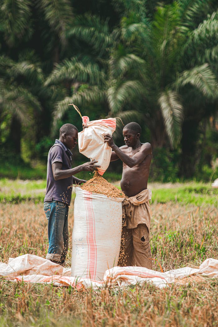 Two African men packing rice into sacks in an outdoor field with lush greenery.