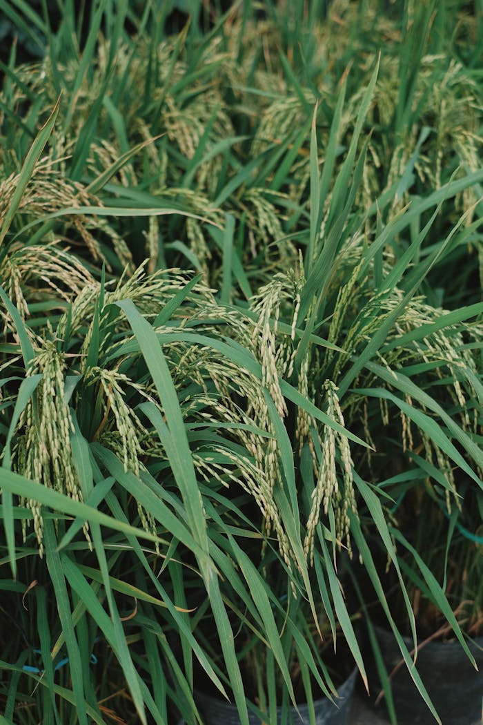 Close-up of flourishing rice plants with golden grains ready for harvest.
